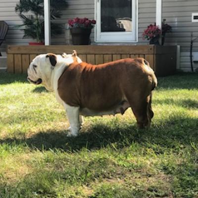 Bulldogs For Sale | Sheryl Star English Bulldogs | Michigan Dog Breeder