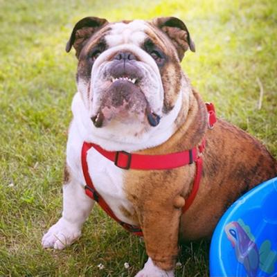 Bulldogs For Sale | Sheryl Star English Bulldogs | Michigan Dog Breeder