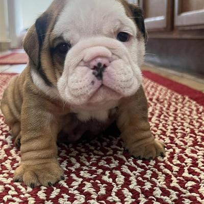 Bulldogs For Sale | Sheryl Star English Bulldogs | Michigan Dog Breeder